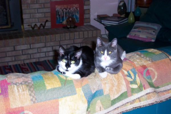 Swick, Cats